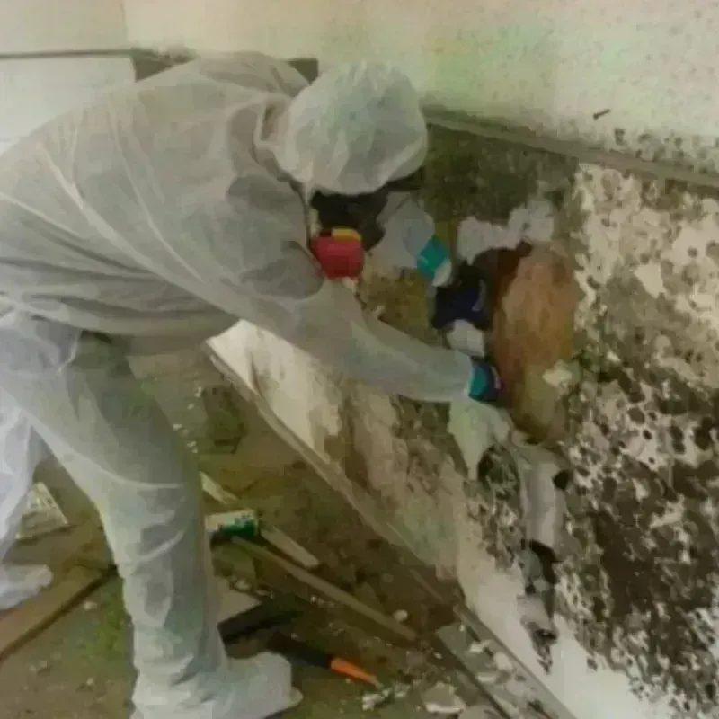 Mold Remediation and Removal in Mission Bend, TX